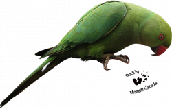 Parrots PNG Transparent Images | PNG All