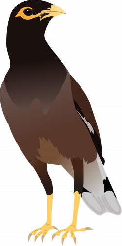 28+ Collection of Mynah Bird Clipart | High quality, free cliparts ...