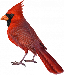 Commission - Cardinalidae by winternacht on DeviantArt | Birds ...