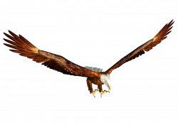 Eagle PNG image, free picture download