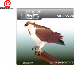Aguila Pescadora Clip Art at Clker.com - vector clip art online ...