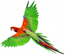 parrot | Crafting - Bird Theme | Pinterest | Bird