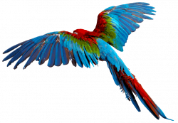 Birds and Things With Wings | Pinterest | Colourful birds, Bird and ...