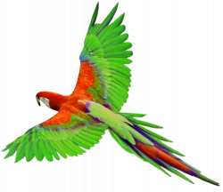 Parrot in Flight PNG Clipart | Gallery Yopriceville - High-Quality ...