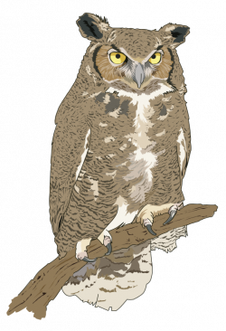 Realistic Owl Bird Clipart