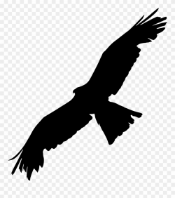 Bald Eagle Bird Of Prey Silhouette - Eagle Clipart - Png ...