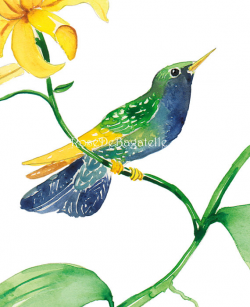 Hummingbird bird clip art printable birds watercolor bird ...
