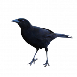 Raven PNG Transparent Images | PNG All