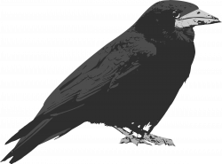 Clipart - Raven