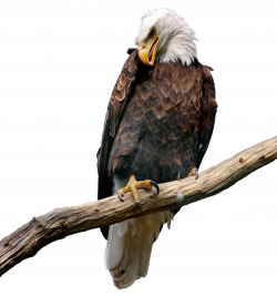Eagle on Branch PNG Picture | Gallery Yopriceville - High-Quality ...