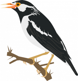 Starling clipart different bird - Pencil and in color starling ...