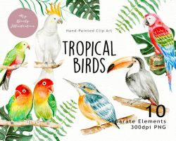 Watercolor tropical birds summer clipart: Toucan, Macaw, Love Birds,  Cockatoo for printable wall art, scrapbook album and planner stickers