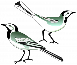 Clipart - White Wagtail