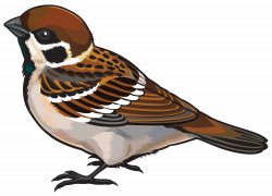Sparrow PNG Clipart - Best WEB Clipart