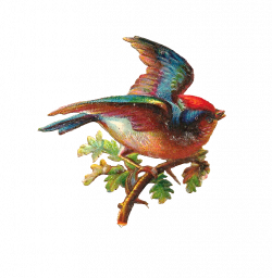 Antique Images: Antique Bird Clip Art: Colorful Song Bird on Oak Branch