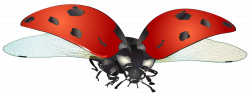 Flying Ladybug PNG Clip Art Image | Gallery Yopriceville - High ...