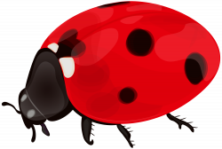 Ladybug PNG Clip Art | Gallery Yopriceville - High-Quality Images ...