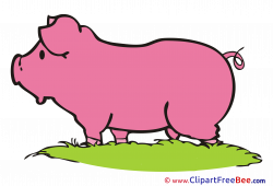 Pig Grass Pics free Illustration