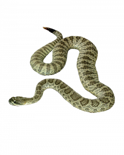 Snake PNG | Rattlesnakes | Pinterest | Animal