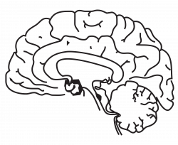 Clipart - Brain Side Cutaway