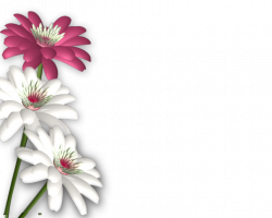 flowers png | photoshop.png frames wallpapers designs: Flowers png ...