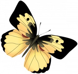 Yellow and Black Butterfly PNG Clipart Image | Z Butterflies ...