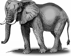 Large size Colored Elephant Clipart vector | Just for Lons | Pinterest