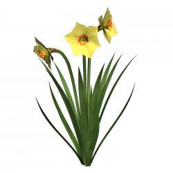 Daffodil Flower Clipart at GetDrawings.com | Free for personal use ...