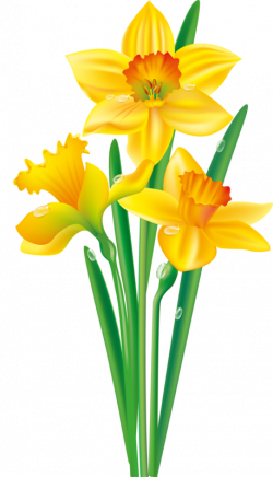 0_104214_e0ec36da_orig.png | Pinterest | Flowers, Clip art and Daffodils