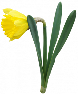 Yellow Transparent Daffodil Flower PNG Clipart | Gallery ...