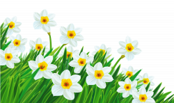 with Daffodils Clipart | Tavasz/Spring | Pinterest | Daffodils