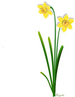 Free Daffodil Border Cliparts, Download Free Clip Art, Free ...