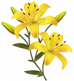 Yellow Lilies PNG Clipart Image | Gallery Yopriceville - High ...