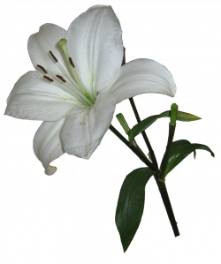 28+ Collection of Easter Lily Clipart Png | High quality, free ...