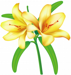 Yellow Lilium PNG Clipart Picture | Gallery Yopriceville - High ...