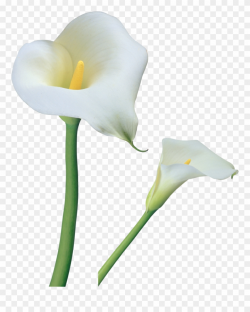 Clipart Borders Easter Lily - Calla Lily Flower Png ...