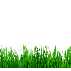 Download Grasses Clip art - Green grass border details 2500*2500 ...