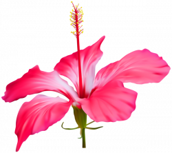 Hibiscus Flower Transparent PNG Clip Art | Event: Luau | Pinterest ...