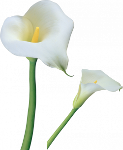 Transparent Calla Lilies Flowers PNG Clipart | Gallery ...