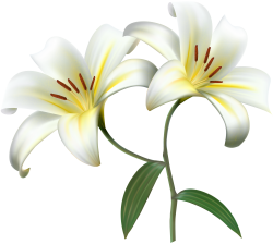 White Lilium Flower Decorative Transparent Image | Gallery ...