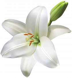 Lily Flower Transparent PNG Clip Art Image | Gallery Yopriceville ...