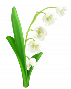 Lily Of The Valley PNG Clipart | Gallery Yopriceville - High ...