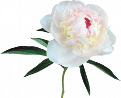 Large Transparent White Peony Clipart | Gallery Yopriceville - High ...