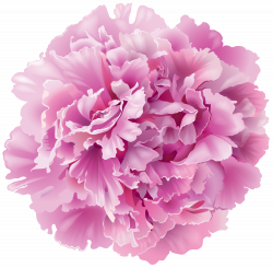 Peony Transparent PNG Clip Art Image | Gallery Yopriceville - High ...