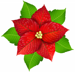 Christmas Poinsettia Transparent PNG Image | Gallery Yopriceville ...