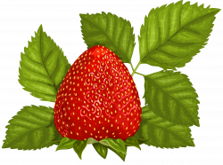 Strawberry with Leaves PNG Clipart Picture | Gallery Yopriceville ...