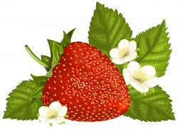 Strawberry PNG Clipart Image | Gallery Yopriceville - High-Quality ...