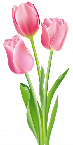Pink Tulips PNG Clipart Image | Gallery Yopriceville - High-Quality ...