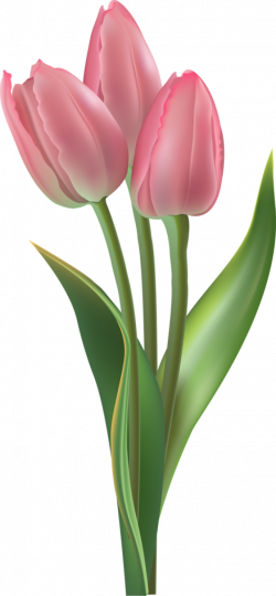 Web Design & Development | Pinterest | Pink tulips, Clip art and Spring