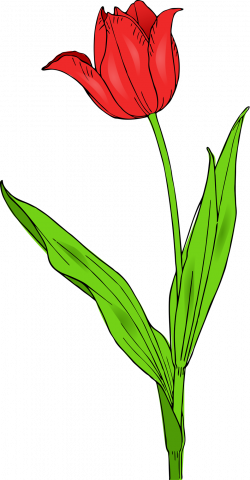 Tulip | Free Stock Photo | Illustration of a red tuliip | # 17168